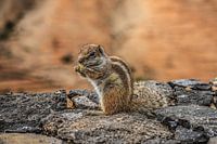 Squirrel on Fuerteventura