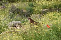 Iberischer Luchs im Blumenmeer