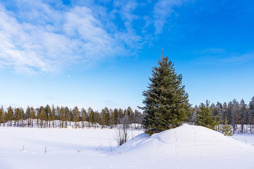 Landschaft mit Schnee und Bäumen im Winter in Kuusamo, Finnland von Rico Ködder