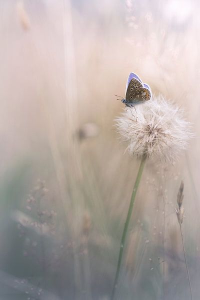 Sei glücklich von Bob Daalder