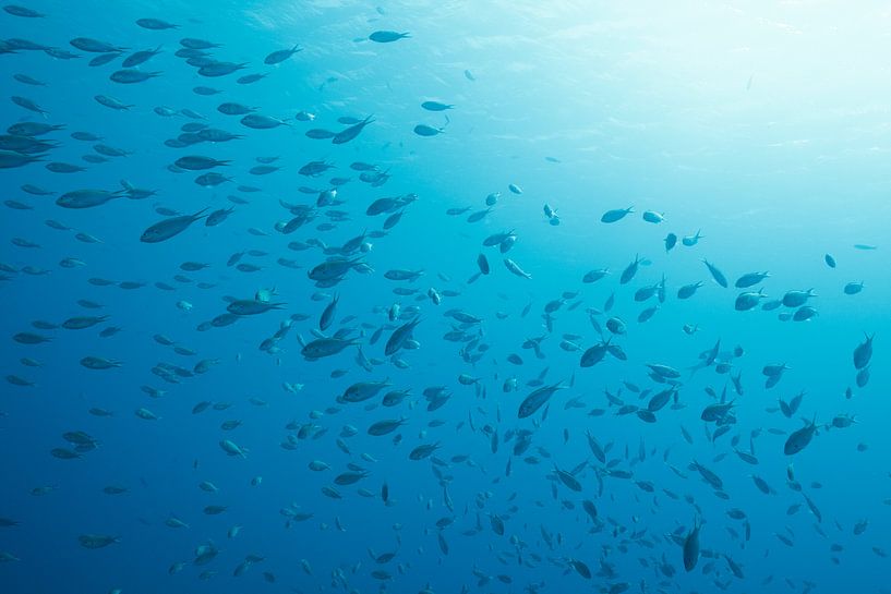 Underwater scene Bonaire. by Vanessa D.