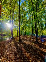 Die Sonne scheint durch den Wald.