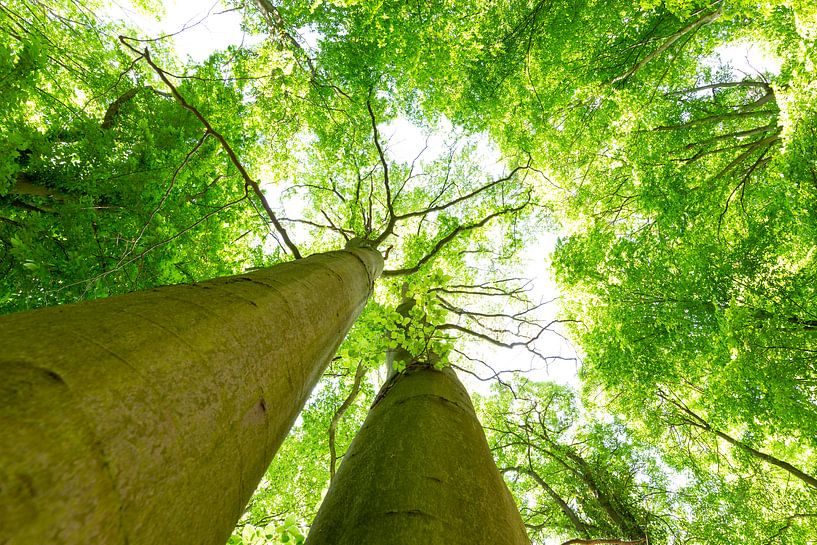 Zwei stramme Buchen Bäume von Oliver Henze