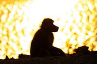 Silhouette d'un babouin au coucher du soleil à South Luangwa, Zambie