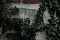 Nature and concrete, this goes great together!