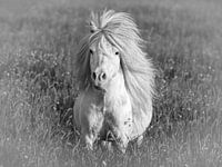 White pony with wild mane in pasture. black and white photo