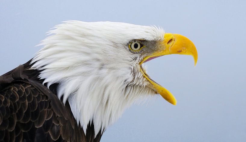 Weißkopf-Seeadler-Portrait II von Harry Eggens