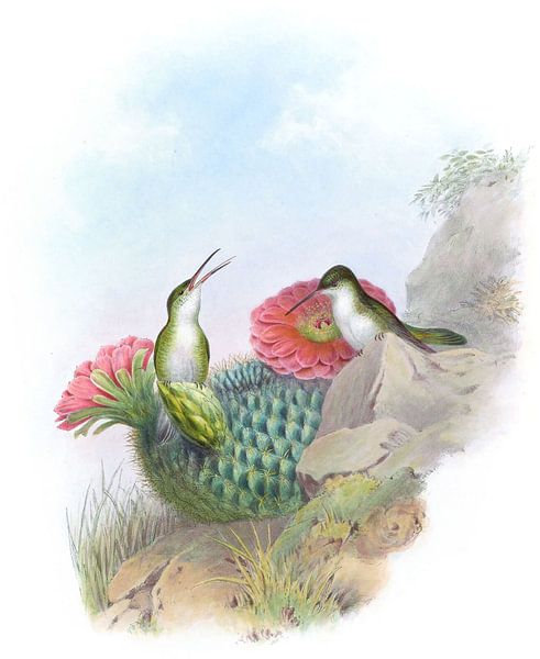 Weißbrastiges Leucippus, John Gould von Hummingbirds