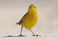 Mangrovezanger op het strand, Floreana eiland, Galapagos