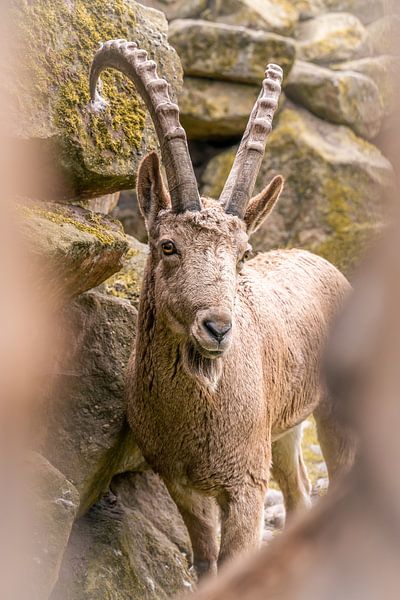 Schöner Steinbock schaut in die Kamera von Dafne Vos