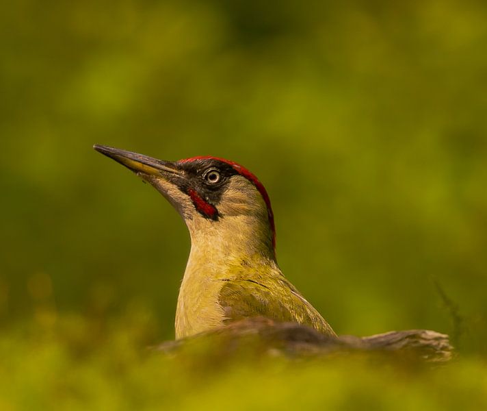 Pic vert. par Wouter Van der Zwan