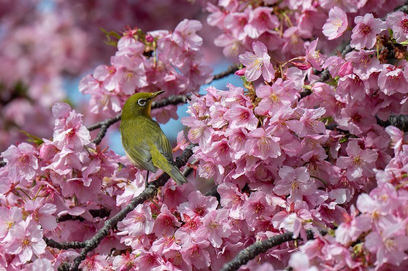 Oiseau chanteur dans un arbre en fleurs sur l'île d'Enoshima, Japon par Mirjam Dolstra