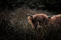 Hide and seek with Highlander