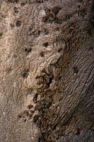 Tree trunk with abstract structure