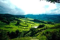 Groene rijstvelden in Yunan, China