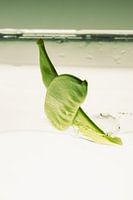 Sugar peas fall into the water 2