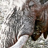 Essender Elefant Großaufnahme