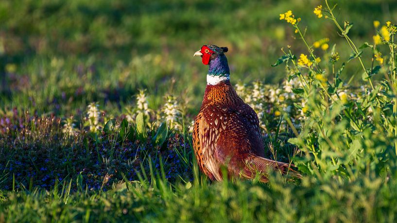 Pheasant among flowers by Rogier Vermeulen