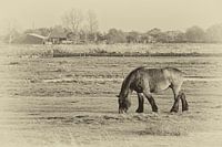 landscape Schouwen-Duiveland 1