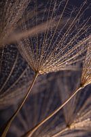 Wassertropfen auf holzfarbenem Flaum