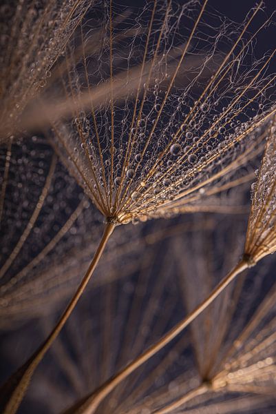 Wassertropfen auf holzfarbenem Flaum von Marjolijn van den Berg