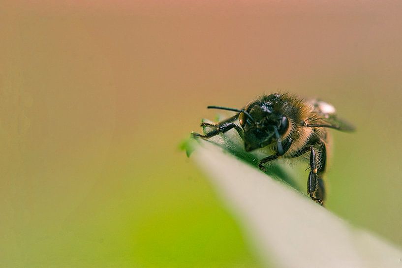 bij zonder lunch von claes touber