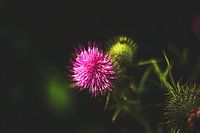 Style my Home series by Liberty Ragazza Biesma