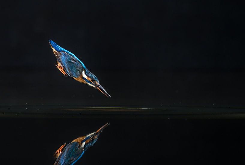 The kingfisher fishing spot! by Robert Kok