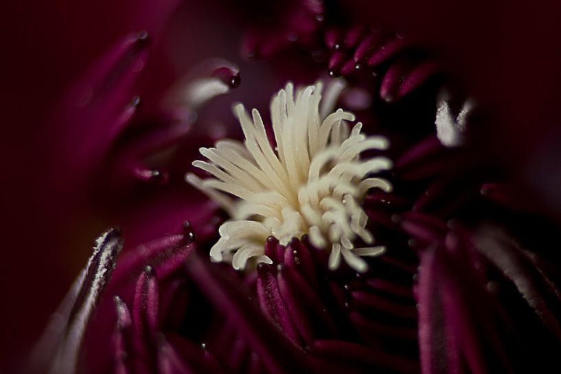 Clematis binnenkant by sandra ten wolde