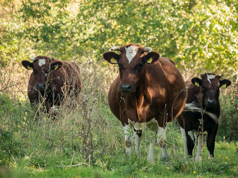 Stiere auf der Weide von Moniek van Rijbroek