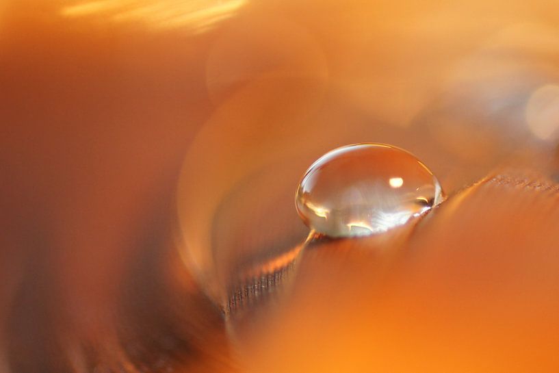 Orange dream by Carla Mesken-Dijkhoff