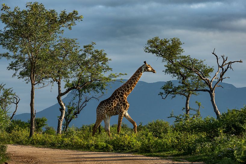 Giraffe mit den kleinen Drakensbergen in Südafrika von Paula Romein