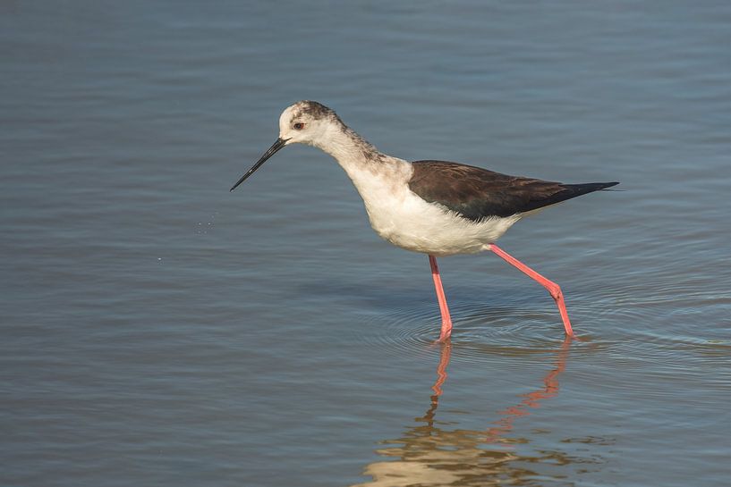 Rattenfänger von Peter Deschepper