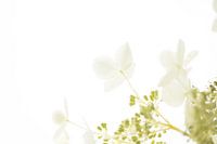 Pure White Hydrangea