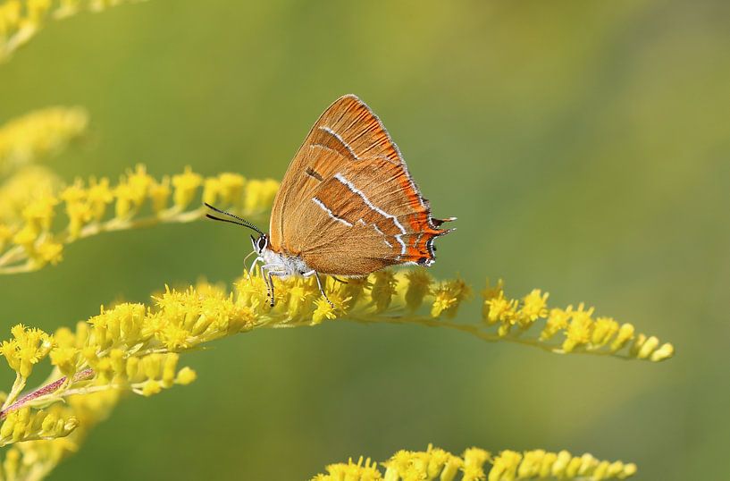 Kidney spotted fritillary by Matthias Brix
