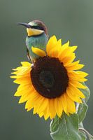 Europäischer Bienenfresser (Merops apiaster)