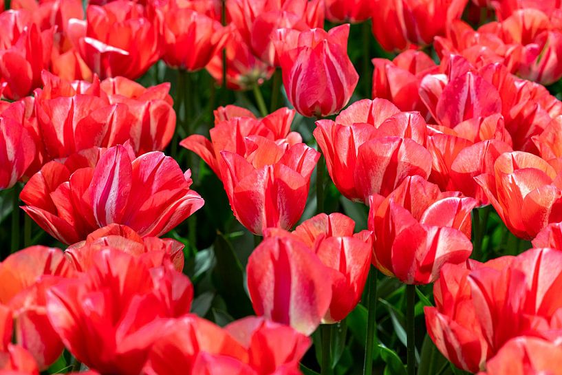 Red tulips with veins by Marly De Kok