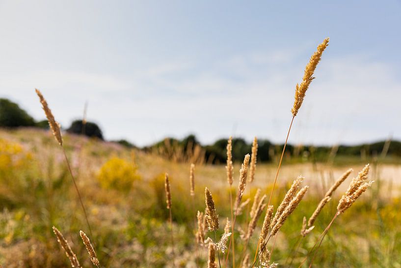 Herbe à casque dans une réserve naturelle par Percy's fotografie