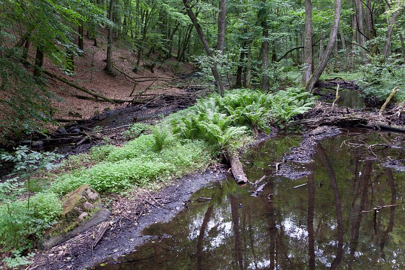 Natur in Schweden von Kees van Dun