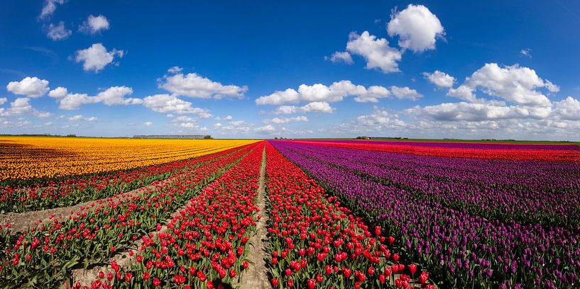 Flowering tulip fields in the Groningen countryside by Gert Hilbink