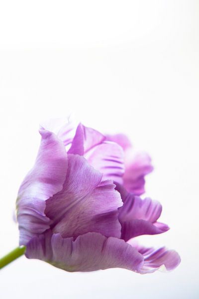 Tulipe par Petra ter Veer