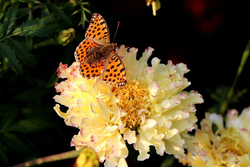 Besonderer Schmetterling auf gelber Blume von Cha Rosa