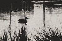 A duck in a pattern of lines (black and white)