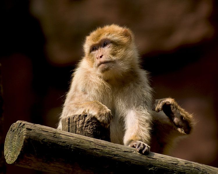 Berberaffe : Ouwehands Dierenpark von Loek Lobel