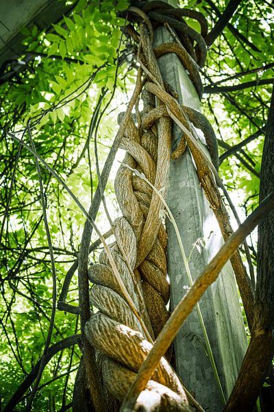 Verflochtene Stärke – Die Natur im Einklang von InfiniteArtLabs