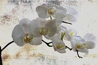 white Orchids