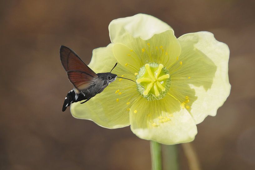 Hummingbird butterfly by Babette van den Berg