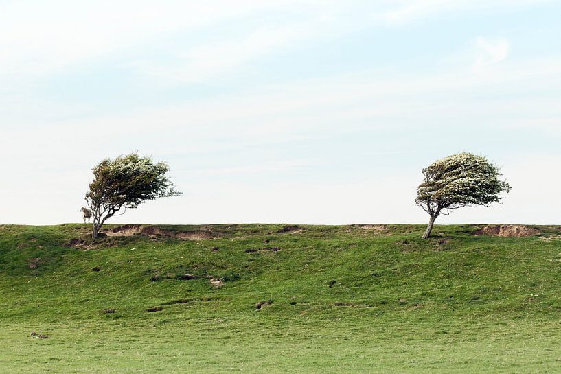 De Wind von Irene Hoekstra