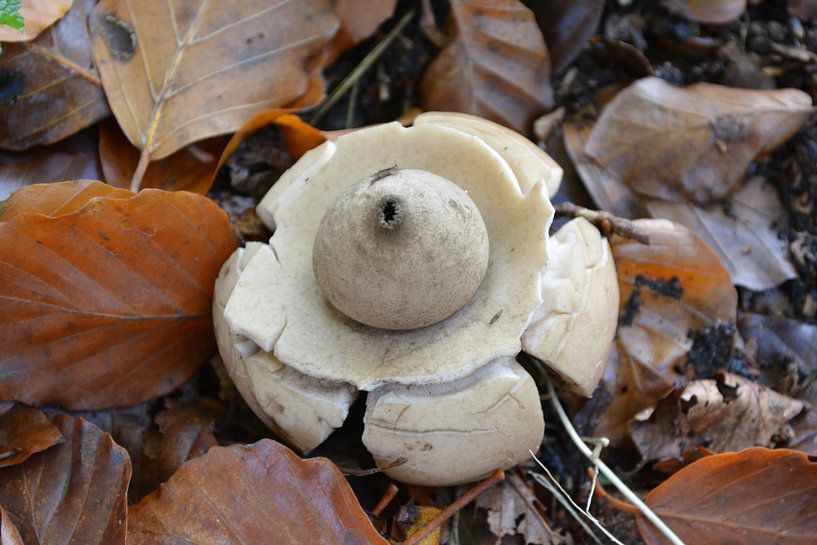 Paddenstoel von Anita van der Wiel