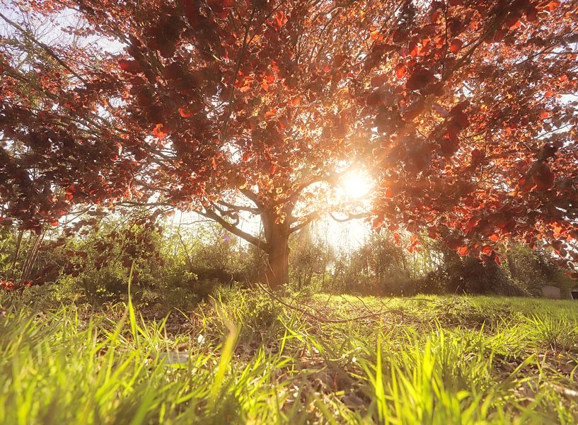 beau hêtre rouge dans la lumière du soir... par Els Fonteine